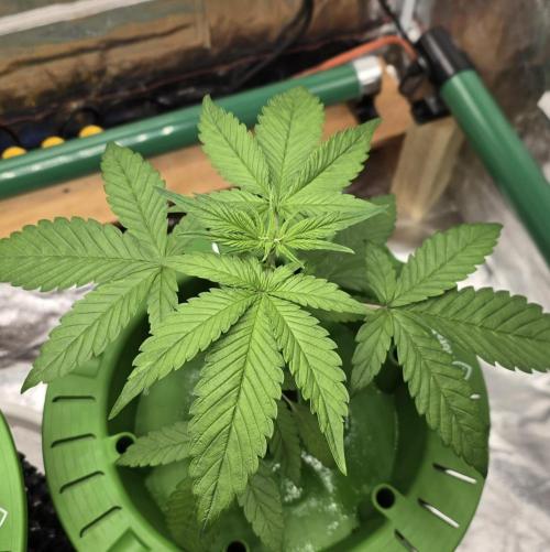 🍋🍒🍪. Week 3 - 03/30