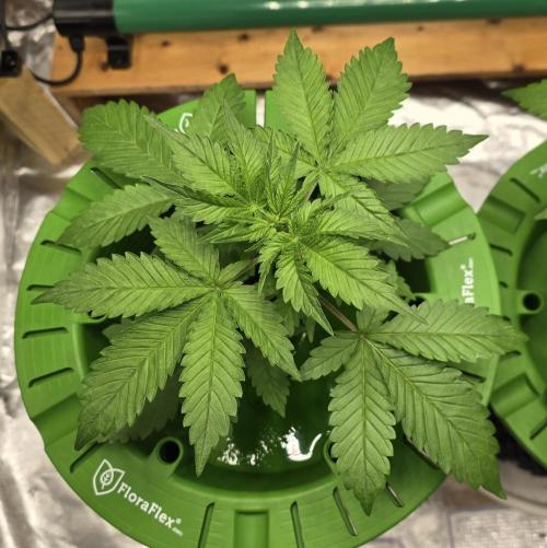 🍋🍒🍪. Week 3 - 03/30