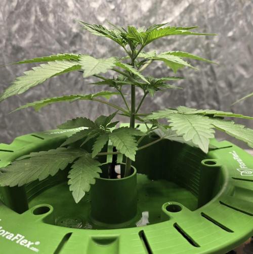 🍋🍒🍪. Week 3 - 03/30