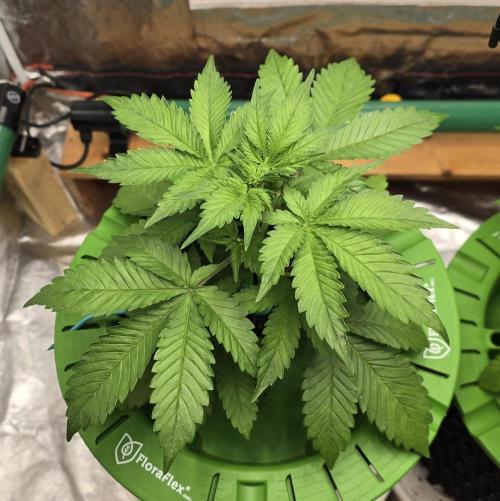 🍋🍒🍪. Week 4 - 04/01