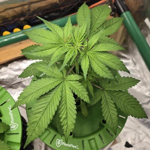 🍋🍒🍪. Week 4 - 04/01
