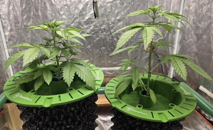 🍋🍒🍪. Week 4 - 04/01