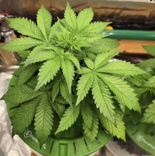 🍋🍒🍪. Week 4 - 04/03