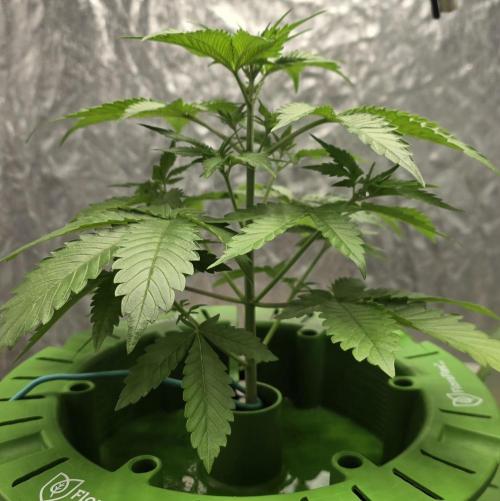 🍋🍒🍪. Week 4 - 04/03