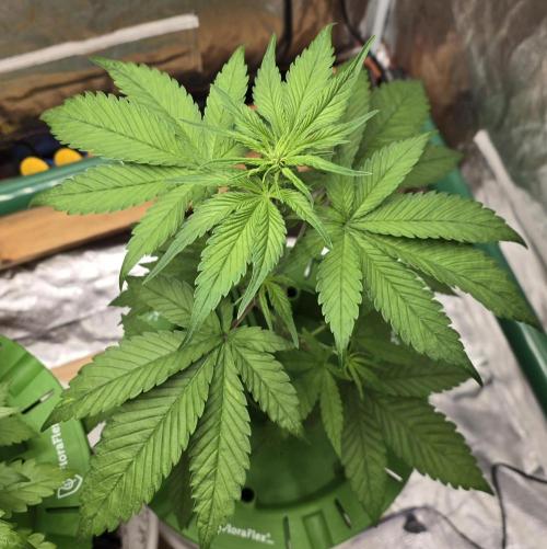 🍋🍒🍪. Week 4 - 04/03