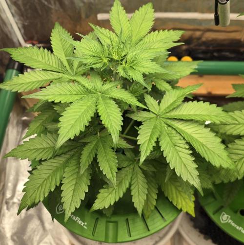 🍋🍒🍪. Week 4 - 04/05