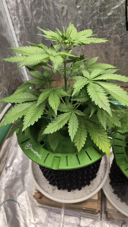 🍋🍒🍪. Week 4 - 04/05