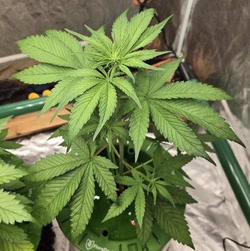 🍋🍒🍪. Week 4 - 04/05