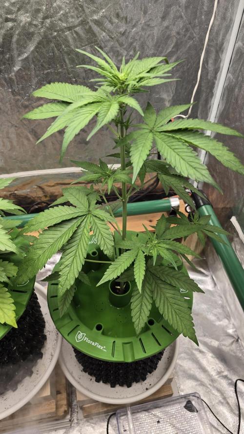 🍋🍒🍪. Week 4 - 04/05