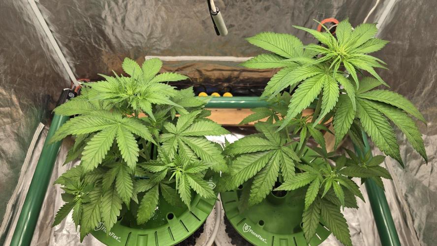 🍋🍒🍪. Week 4 - 04/05