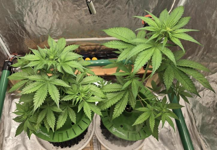 🍋🍒🍪. Week 4 - 04/07