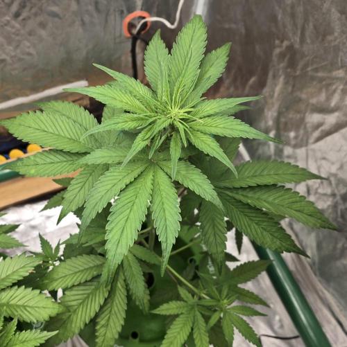 🍋🍒🍪. Week 4 - 04/07