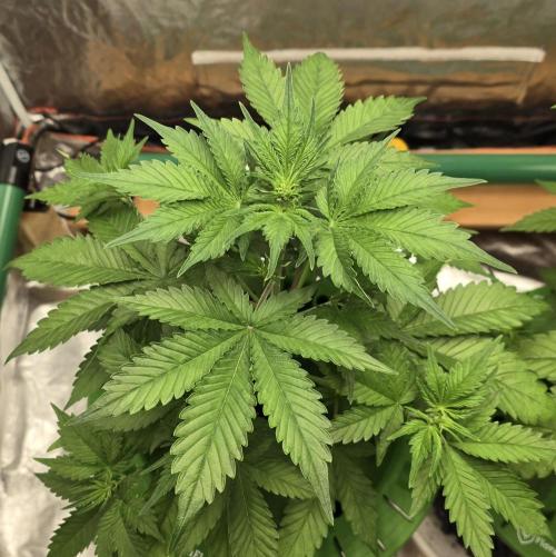 🍋🍒🍪. Week 4 - 04/07