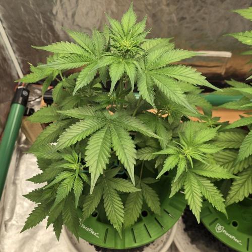 🍋🍒🍪. Week 5 - 04/08