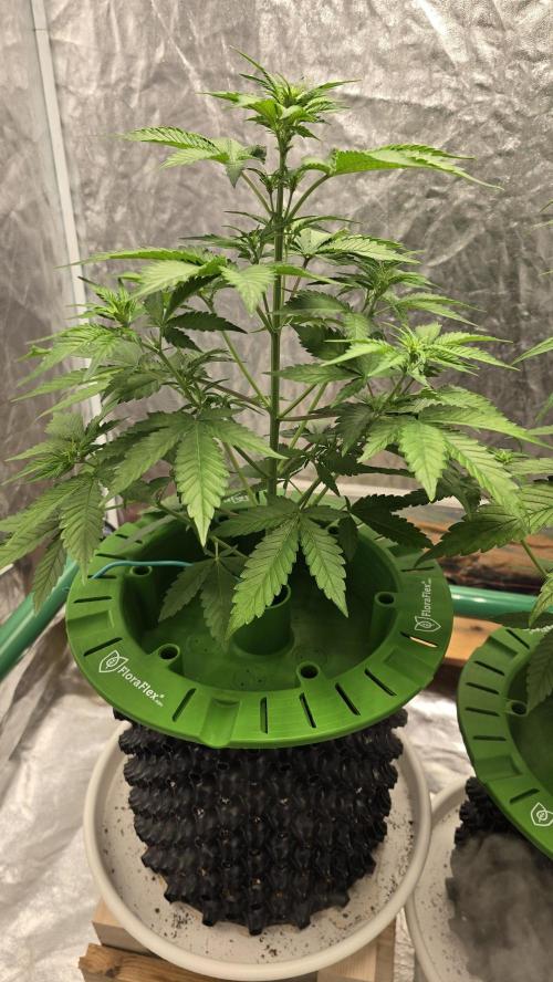 🍋🍒🍪. Week 5 - 04/08