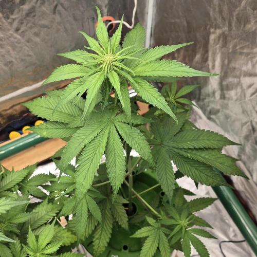 🍋🍒🍪. Week 5 - 04/08