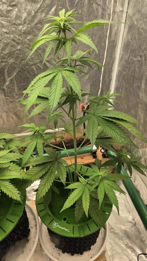 🍋🍒🍪. Week 5 - 04/08
