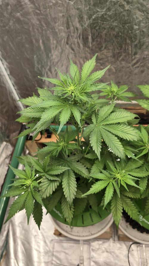 🍋🍒🍪. Week 5 - 04/10