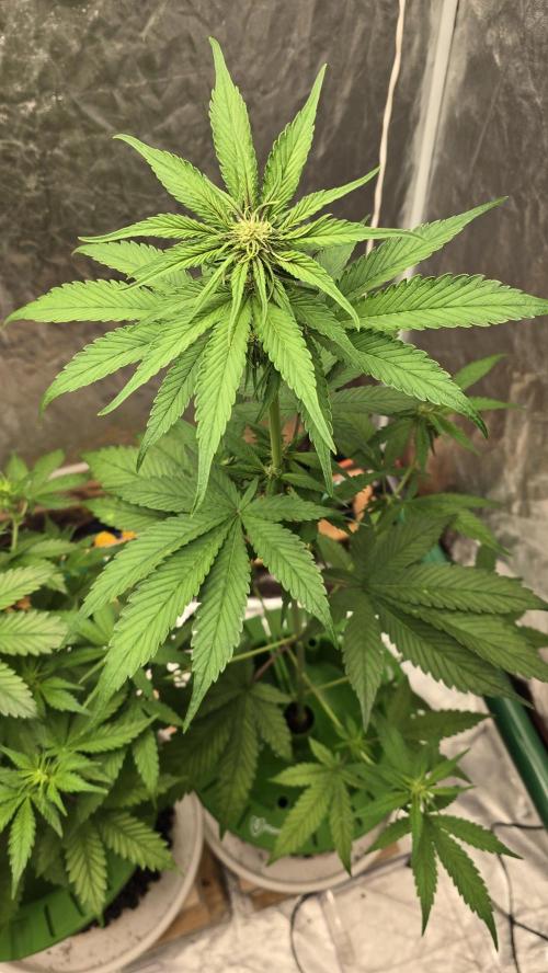 🍋🍒🍪. Week 5 - 04/10