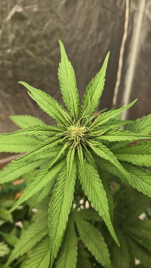 🍋🍒🍪. Week 5 - 04/10