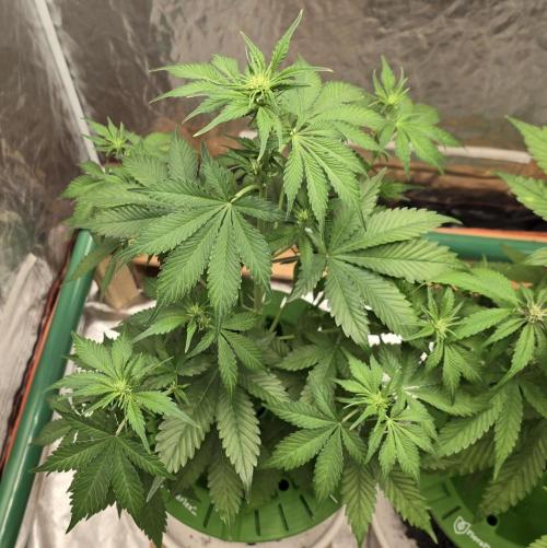 🍋🍒🍪. Week 5 - 04/12