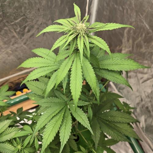 🍋🍒🍪. Week 5 - 04/12