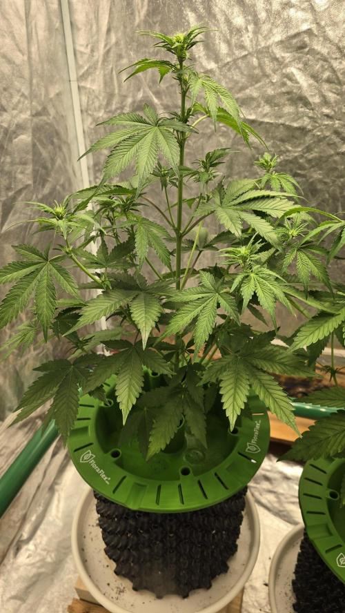 🍋🍒🍪. Week 5 - 04/12