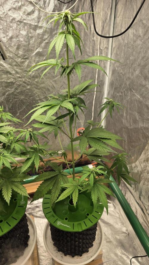🍋🍒🍪. Week 5 - 04/12