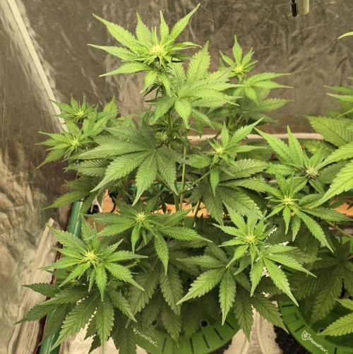 🍋🍒🍪. Week 5 - 04/14