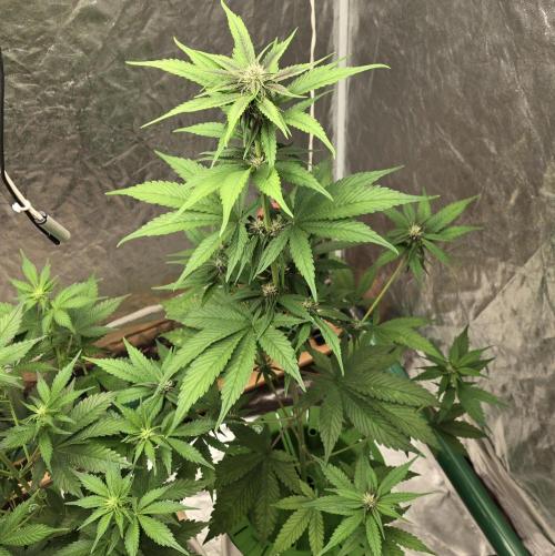 🍋🍒🍪. Week 5 - 04/14
