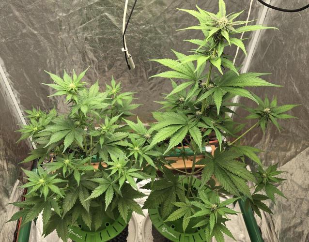 🍋🍒🍪. Week 5 - 04/14
