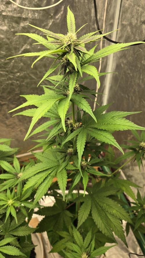 🍋🍒🍪. Week 6 - 04/15