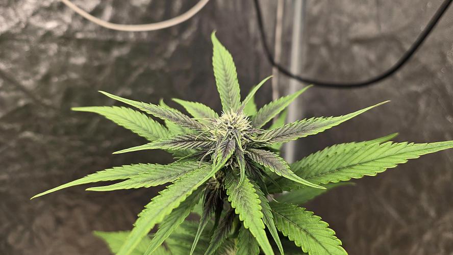 🍋🍒🍪. Week 6 - 04/15