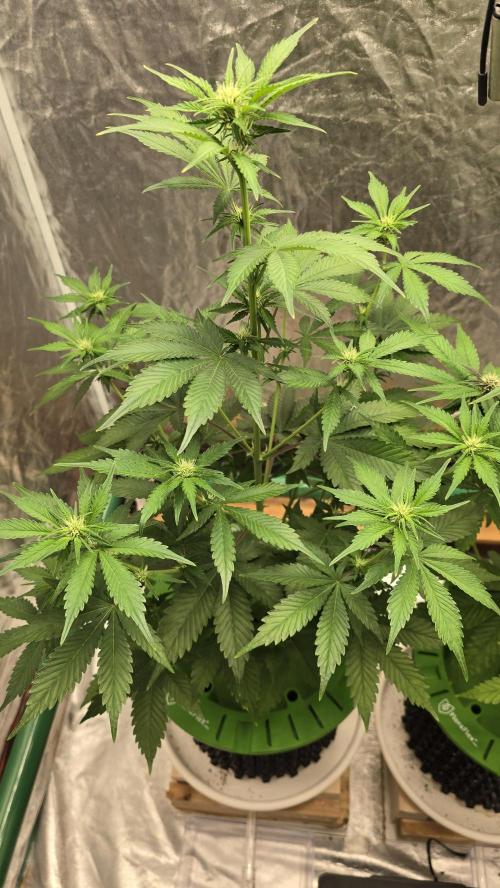 🍋🍒🍪. Week 6 - 04/15