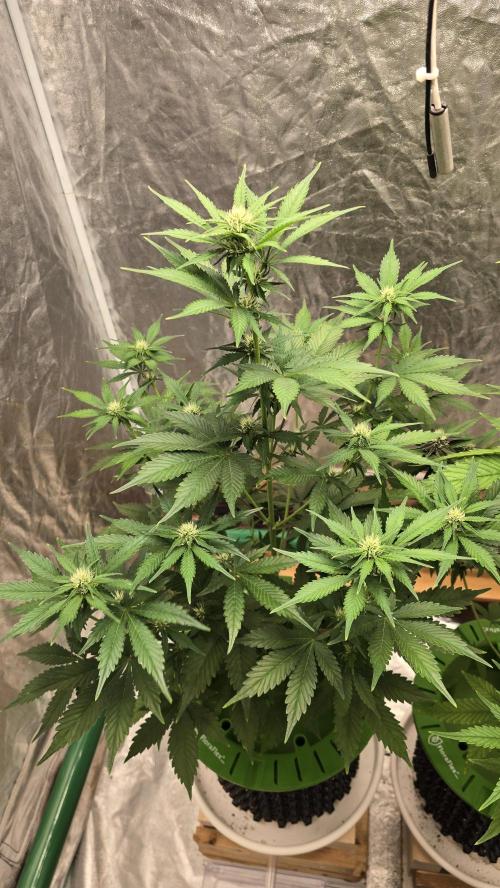 🍋🍒🍪. Week 6 - 04/19