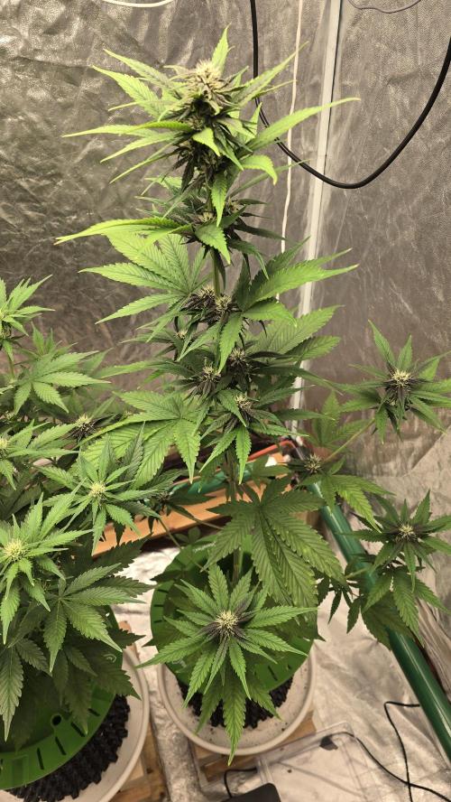 🍋🍒🍪. Week 6 - 04/19