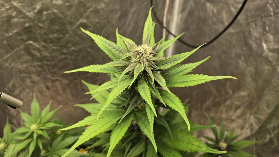 🍋🍒🍪. Week 6 - 04/19