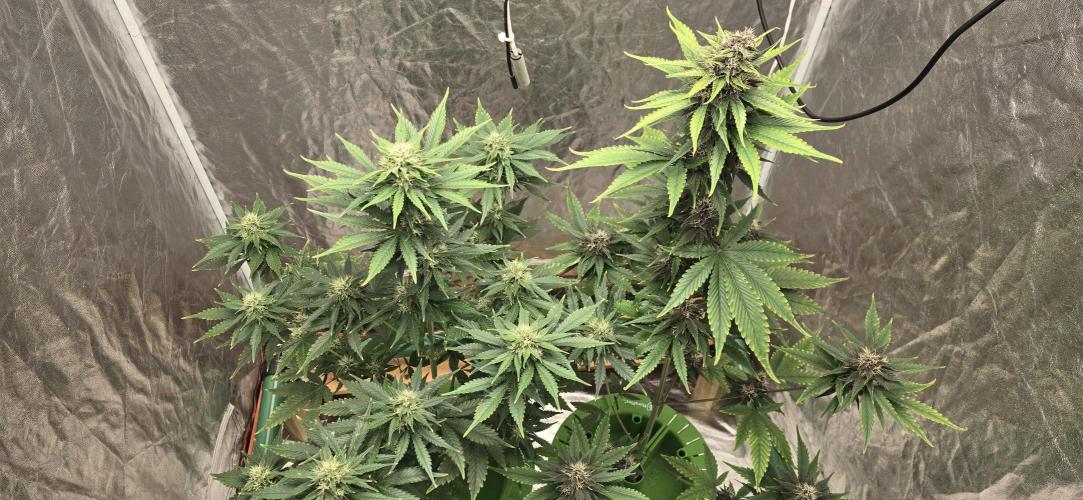 🍋🍒🍪. Week 8