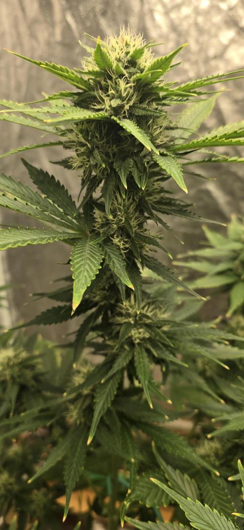 🍋🍒🍪. Week 8