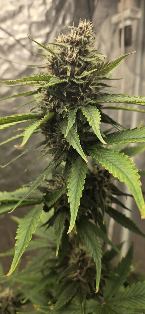 🍋🍒🍪. Week 8