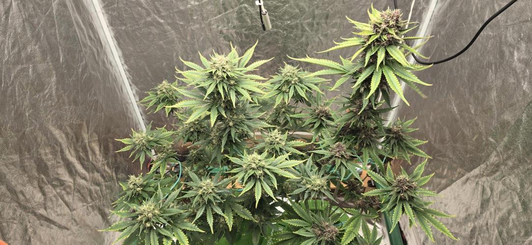 🍋🍒🍪. Week 9