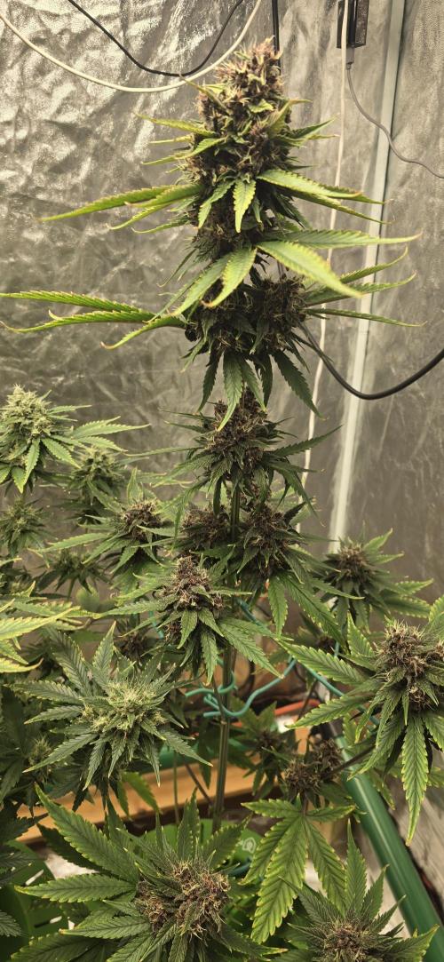 🍋🍒🍪. Week 9