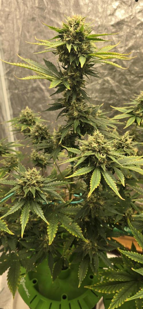 🍋🍒🍪. Week 9