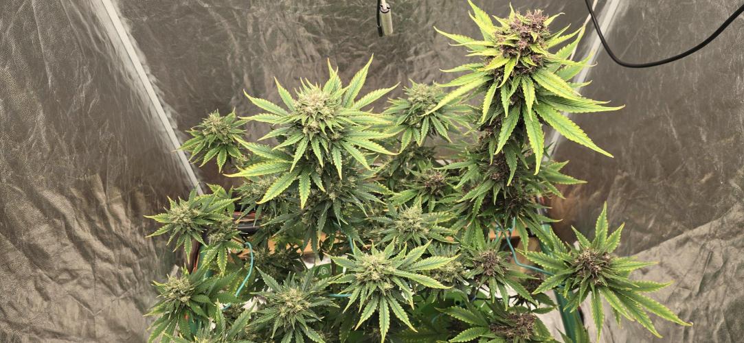 🍋🍒🍪. Week 10