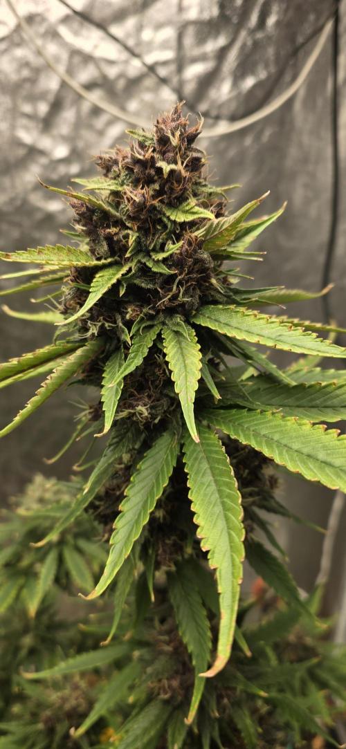 🍋🍒🍪. Week 10