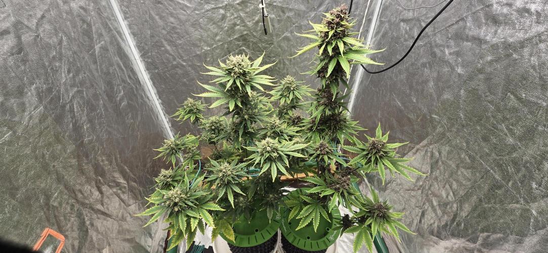 🍋🍒🍪. Week 10