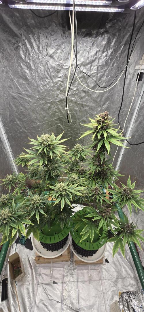 🍋🍒🍪. Week 10
