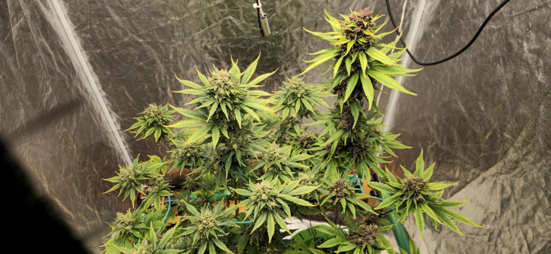 🍋🍒🍪. Week 10
