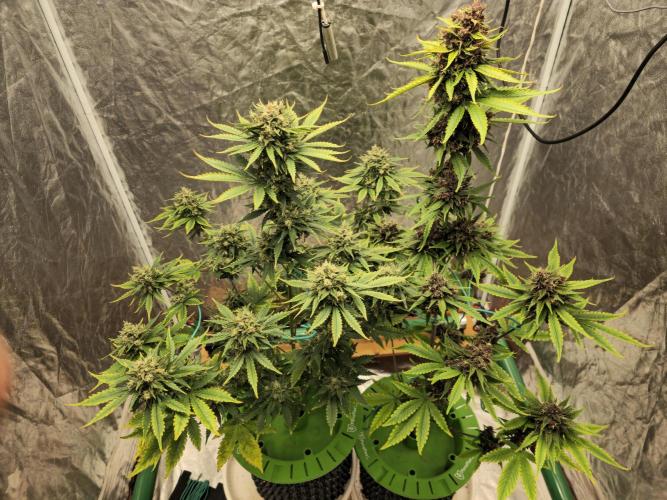 🍋🍒🍪. Week 10