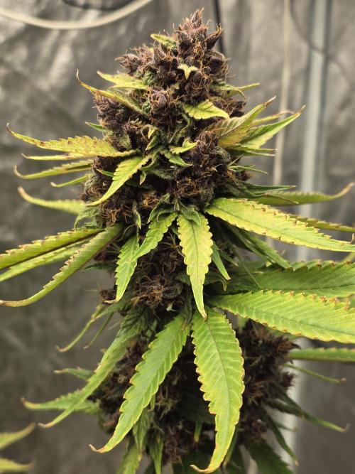 🍋🍒🍪. Week 10